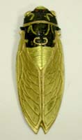 Cicada shaped ink